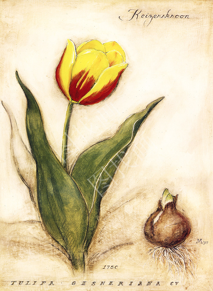 01HTK (362) 30x41cm