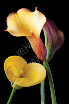 02HTP (77) 20x30cm