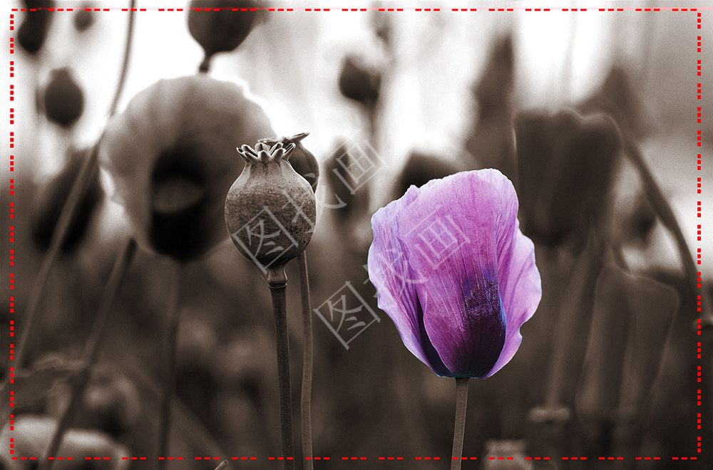 01HTP (4)